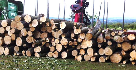 tree-services-wyre-forest